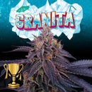 PERFECT TREE SEEDS - GRANITA FEM - 6 SEEDS + 3 LH2P FREEBIE