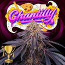 PERFECT TREE SEEDS - CHANTILLY FEM - 6 SEEDS + 3 LH2P FREEBIE