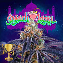 PERFECT TREE SEEDS - PEACH LASSI FEM - 6 SEEDS + 3 LH2P FREEBIE