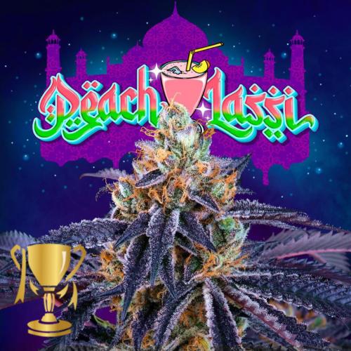 PERFECT TREE SEEDS - PEACH LASSI FEM - 6 SEEDS + 3 LH2P FREEBIE