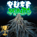 PERFECT TREE SEEDS - PUFF MINTS FEM - 6 SEEDS + 3 LH2P FREEBIE