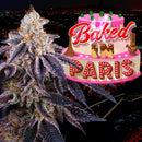PERFECT TREE SEEDS - BAKED IN PARIS FEM - 6 SEEDS + 3 LH2P FREEBIE