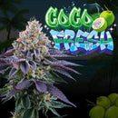 PERFECT TREE SEEDS - COCO FRESH  FEM - 6 SEEDS + 3 COCO MILK FREEBIE