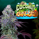 PERFECT TREE SEEDS - COCONUT CHALICE FEM - 6 SEEDS + 3 COCO MILK FREEBIE