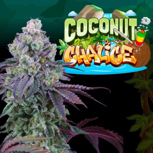 PERFECT TREE SEEDS - COCONUT CHALICE FEM - 6 SEEDS + 3 COCO MILK FREEBIE