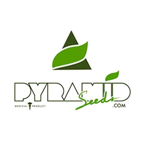 PYRAMID SEEDS - PURPLE URKLE - 1 SEED