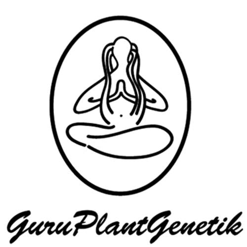 GURU PLANT - SUPER KUSH - LIMITED EDITION - 10 SEEDS