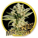 MR. HIDE ? MR. 420K FEMINIZED ? 3 SEEDS