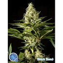PHILOSOPHER SEEDS - BLACK BOMB - 1 SEED