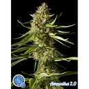 PHILOSOPHER SEEDS - AMNESIKA 2.0 - 1 SEED