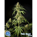 PHILOSOPHER SEEDS - PHILO SKUNK - 1 SEED