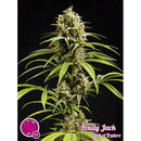 PHILOSOPHER SEEDS - FRUITY JACK - 3 SEEDS