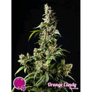 PHILOSOPHER SEEDS - ORANGE CANDY - 1 SEED
