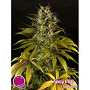 PHILOSOPHER SEEDS - SPICY CBD - 1 SEED