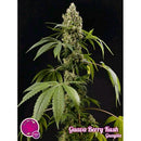 PHILOSOPHER SEEDS - GUAVA BERRY KUSH - 1 SEED