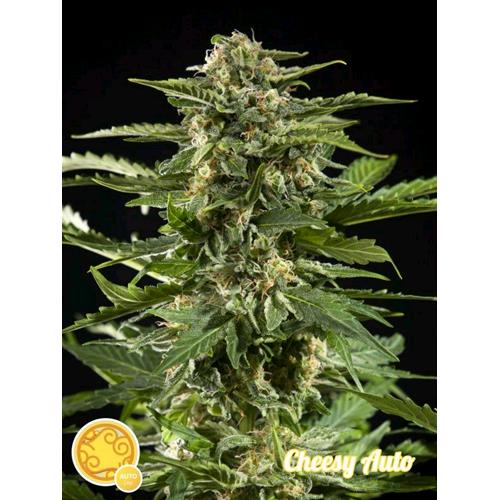 PHILOSOPHER SEEDS - CHEESY AUTO - 1 SEED
