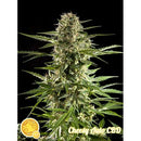 PHILOSOPHER SEEDS - CHEESY AUTO CBD - 1 SEED