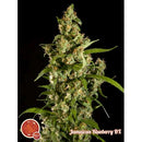 PHILOSOPHER SEEDS - JAMAICAN BLUEBERRY BX - 5 SEEDS