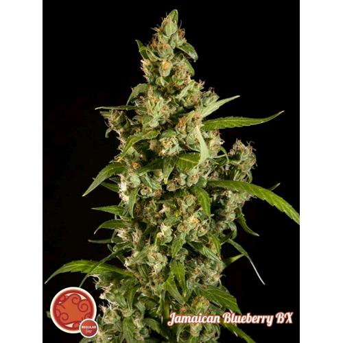 PHILOSOPHER SEEDS - JAMAICAN BLUEBERRY BX - 5 SEEDS