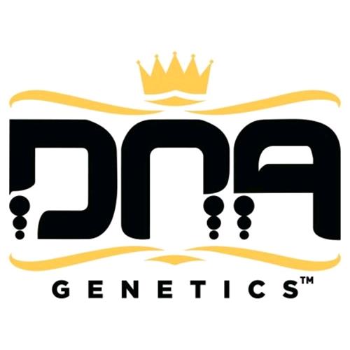 DNA GENETICS - BAKERS DELIGHT FEM - 6 SEEDS