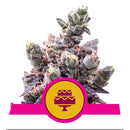 ROYAL QUEEN SEEDS - WEDDING GELATO FEM - 3 SEEDS