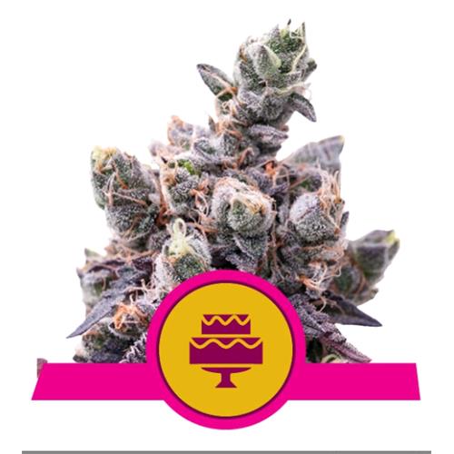 ROYAL QUEEN SEEDS - WEDDING GELATO FEM - 1 SEED