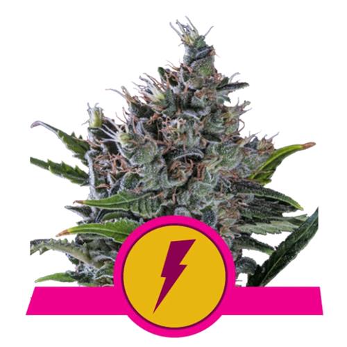 ROYAL QUEEN SEEDS - NORTH THUNDERFUCK FME - 25 SEEDS - USA PREMIUM