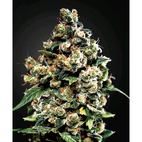 GREEN HOUSE JACK HERER 5 SEEDS