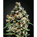 GREEN HOUSE JACK HERER  3 SEEDS