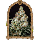 EXOTIC - ZKITTALICIOUS FEM - 5 SEEDS