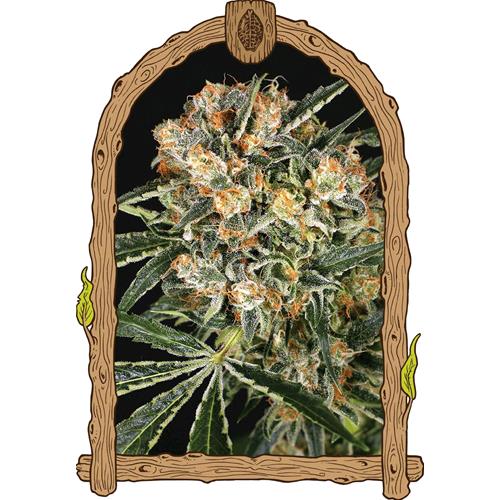EXOTIC - HIPPIE THERAPY CBD FEM - 25 SEEDS