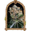 EXOTIC - MALASANA COOKIES FEM - 1 SEEDS