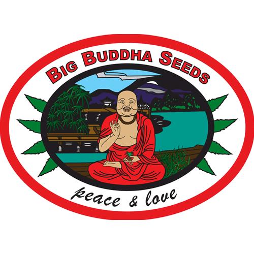 BIG BUDDHA - CHEESUS - 5 SEEDS