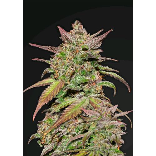 FAST BUDS - GELATO AUTO - 25 SEEDS