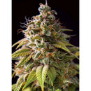 VISION SEEDS - CARAMEL MONSTER - 3 SEEDS