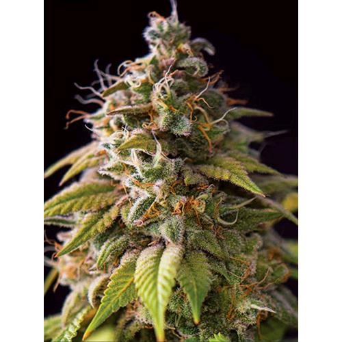 VISION SEEDS - CARAMEL MONSTER - 5 SEEDS