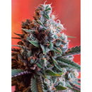 VISION SEEDS - DARK STAR X AK-49 - 3 SEEDS