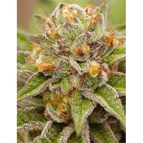 VISION SEEDS - PURE GELATO - 5 SEEDS