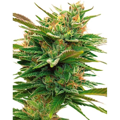 VISION SEEDS - NICOLE X OG - 3 SEEDS