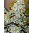 VISION SEEDS - WEDDING CAKE X TRIPLE OG - 3 SEEDS