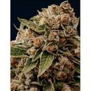 VISION SEEDS - LAMB'S BREATH - 3 SEEDS