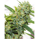 VISION SEEDS - VISION KOSHER - 3 SEEDS
