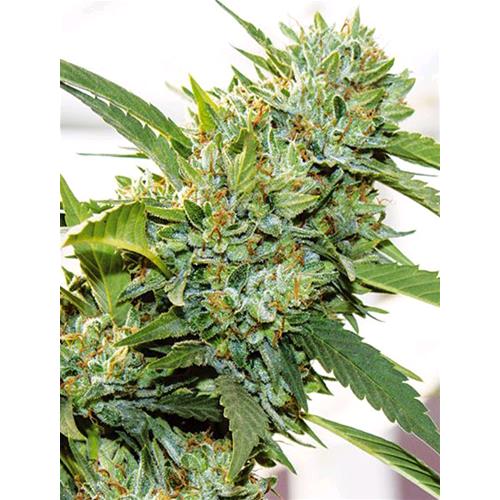 VISION SEEDS - VISION KOSHER - 5 SEEDS