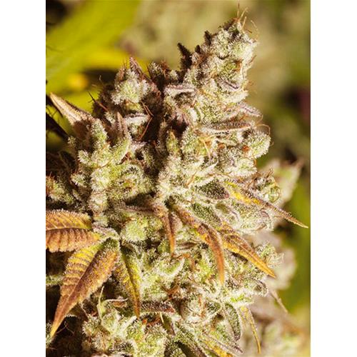 VISION SEEDS - VISION GORILLA - 5 SEEDS