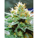 VISION SEEDS - AMNESIA X BUDDHA KUSH - 10 SEEDS
