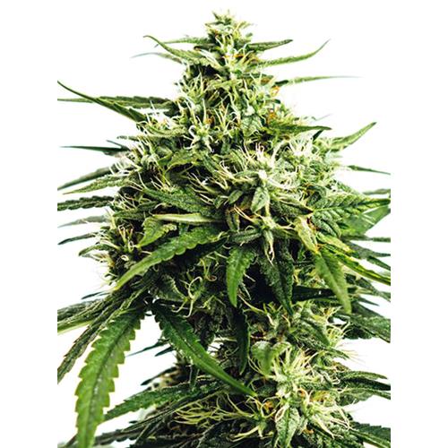 VISION SEEDS - AMNESIA X BUDDHA KUSH - 3+1 SEEDS