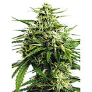 VISION SEEDS - AMNESIA X BUDDHA KUSH - 5 SEEDS