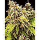 VISION SEEDS - DOCTOR JAMAICA AUTO - 3+1 SEEDS