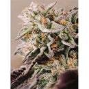 VISION SEEDS - VISION GELATO AUTO - 5 SEEDS