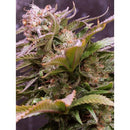 VISION SEEDS - CARAMEL MONSTER AUTO (EX VISION CARAMELLO) - 5 SEEDS